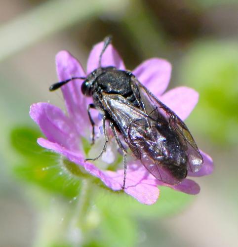 Corynis sp.